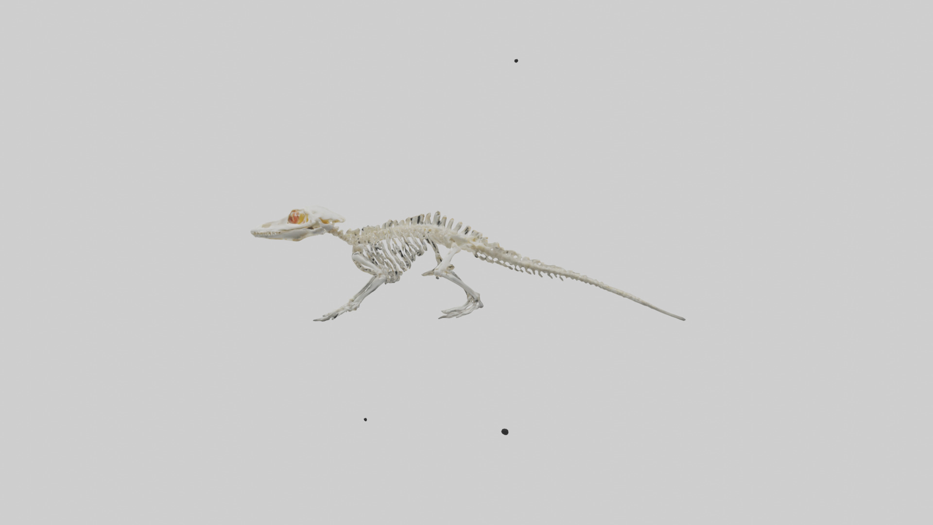 Salamander Skeleton model 3D model_12