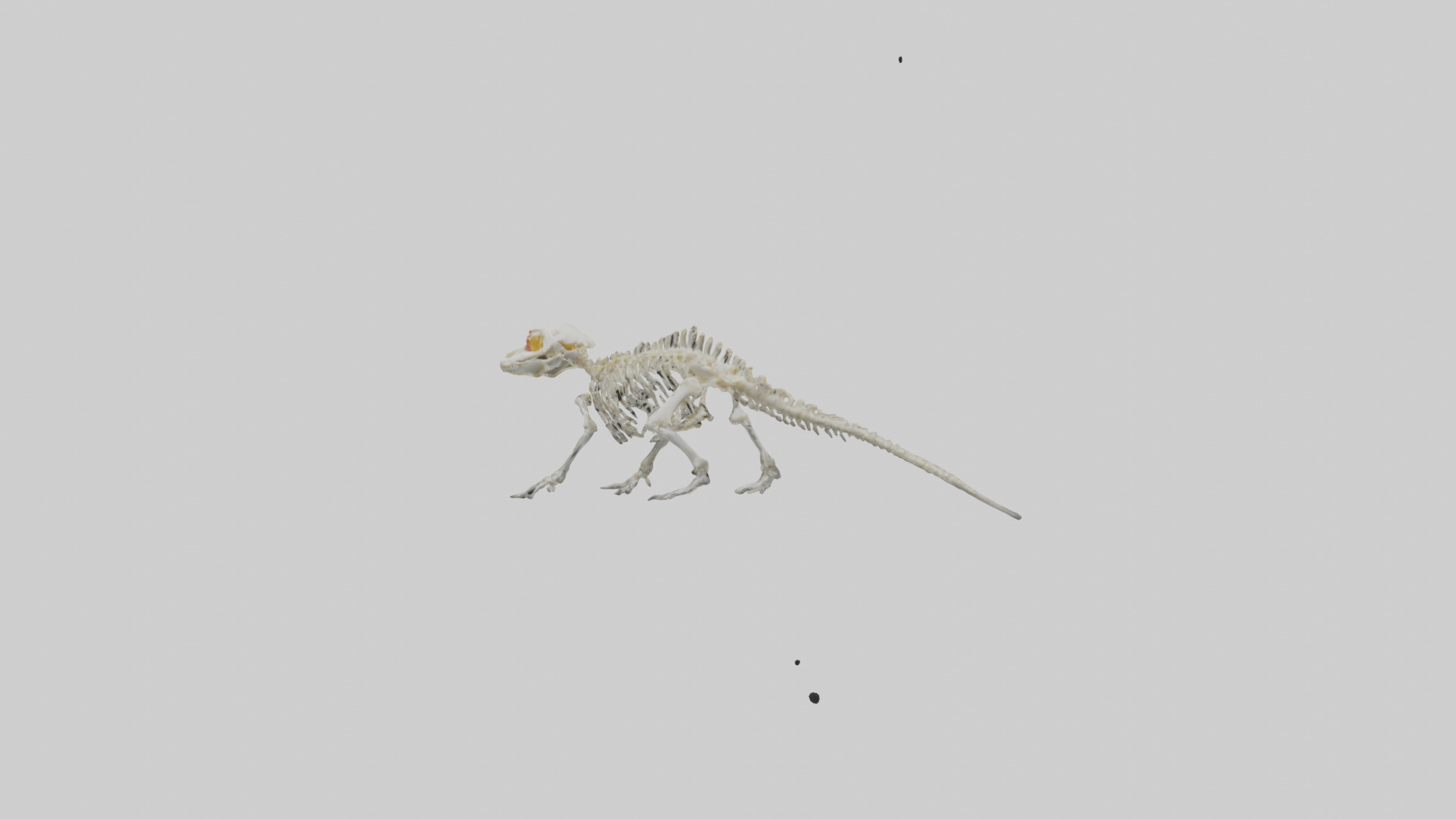 Salamander Skeleton model 3D model_1