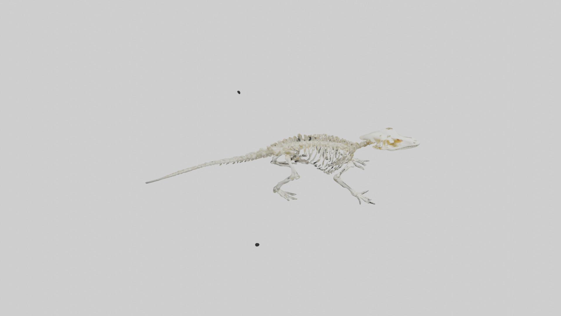 Salamander Skeleton model 3D model_18
