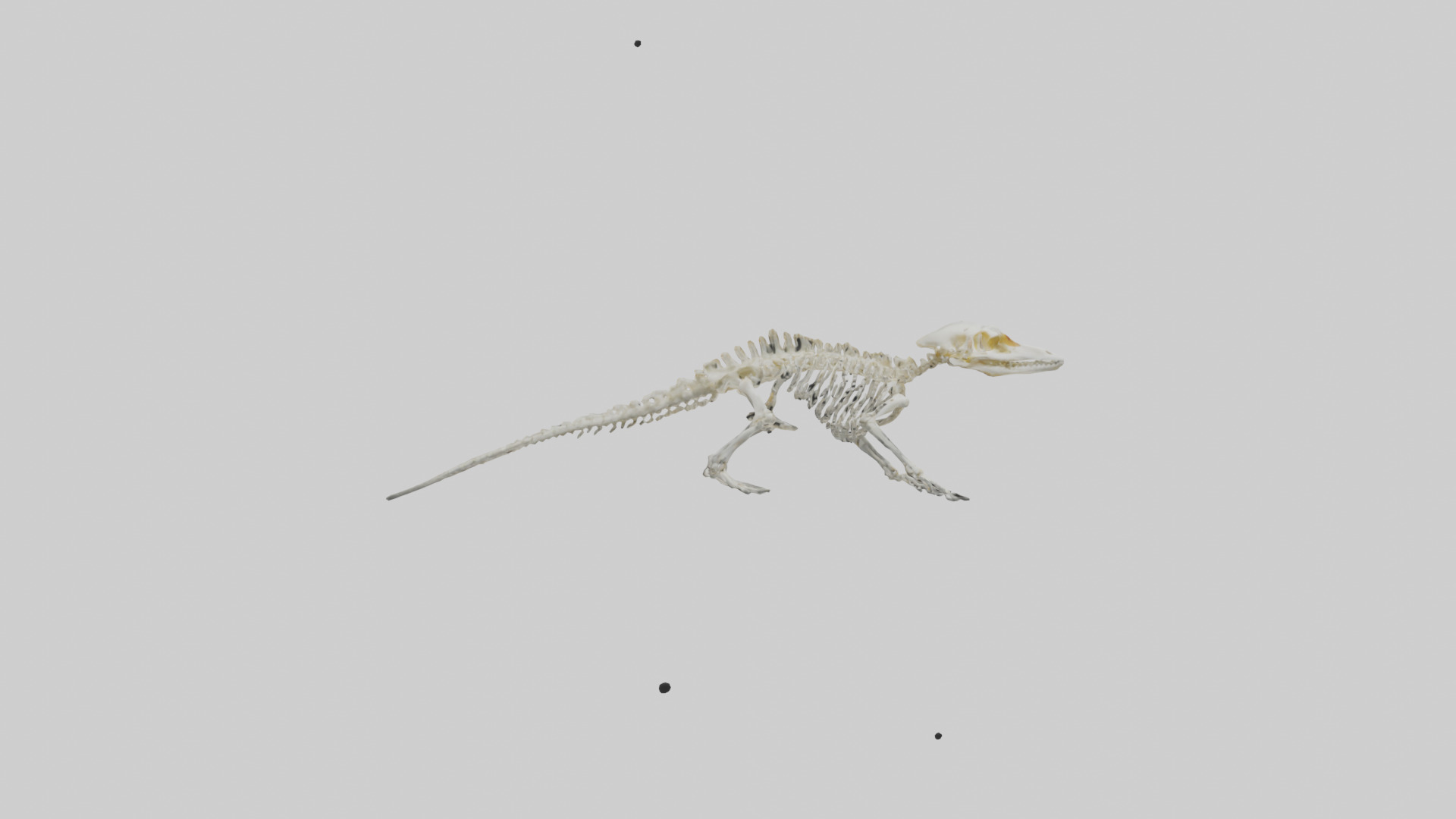 Salamander Skeleton model 3D model_13
