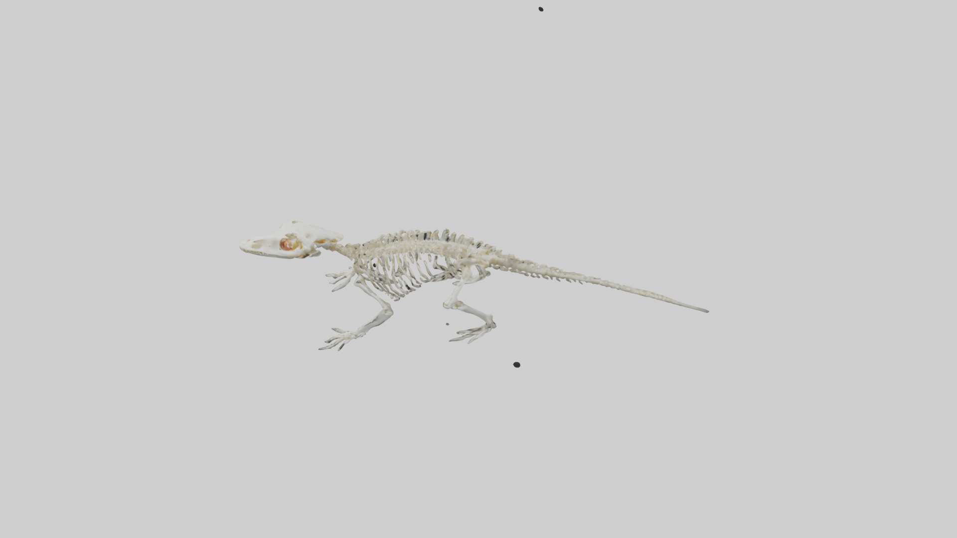 Salamander Skeleton model 3D model_17