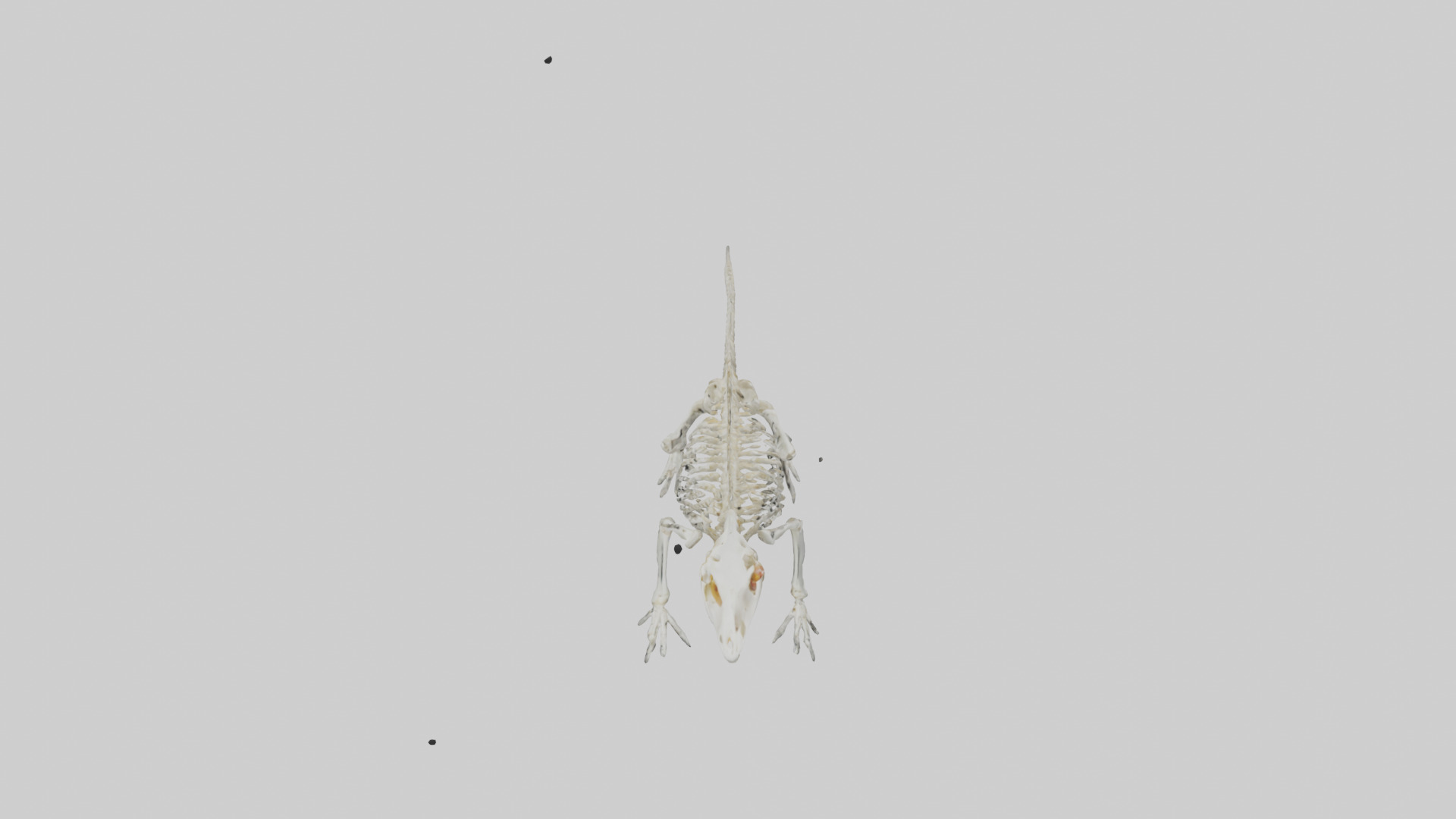Salamander Skeleton model 3D model_16
