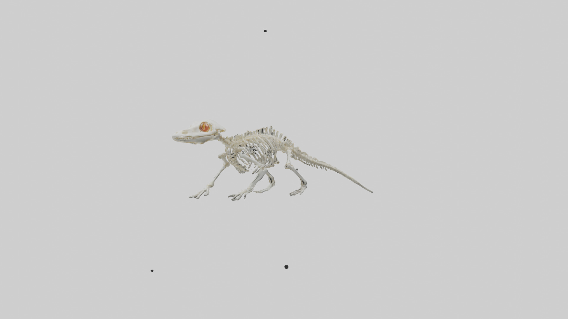 Salamander Skeleton model 3D model_10