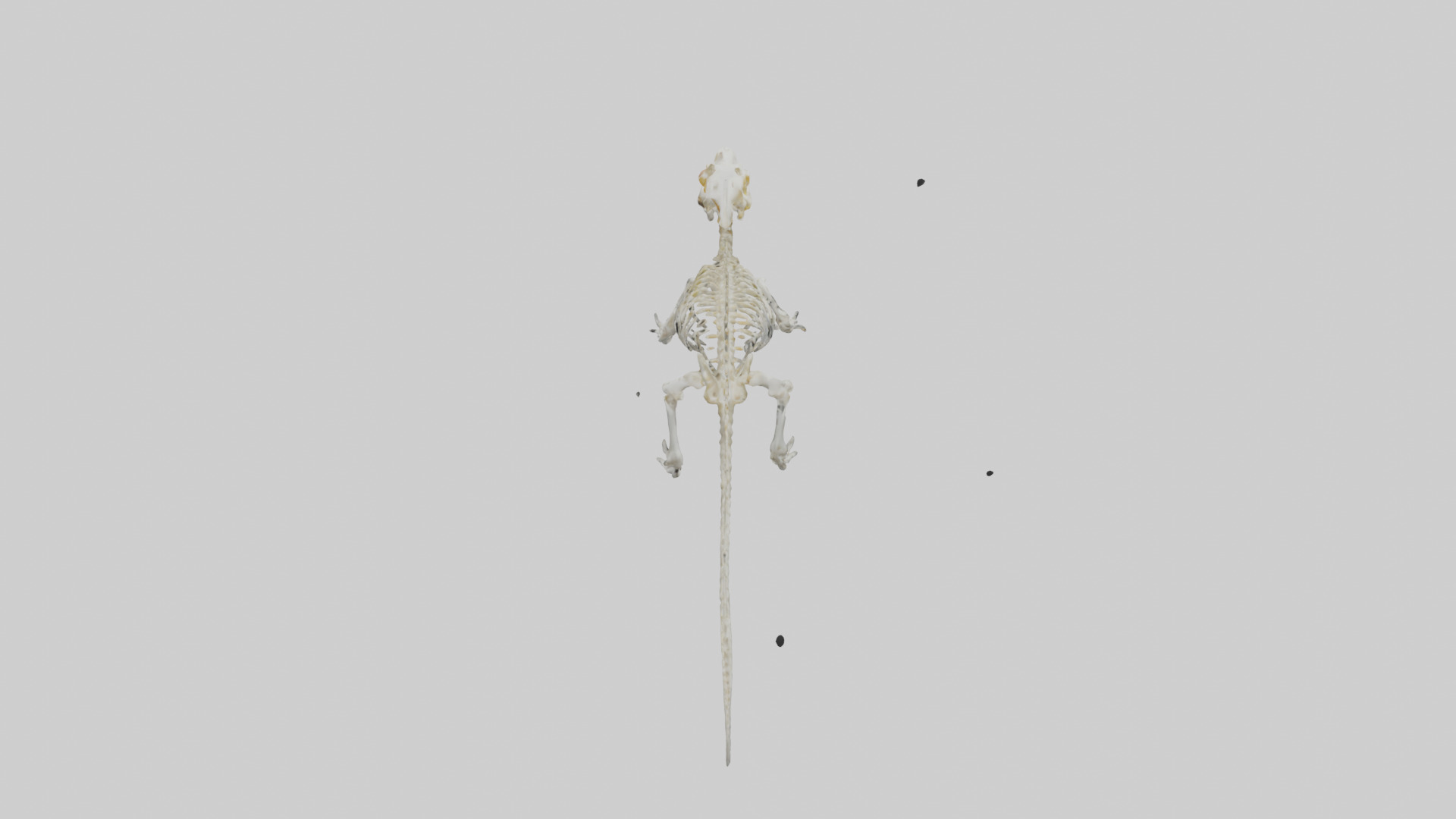 Salamander Skeleton model 3D model_15