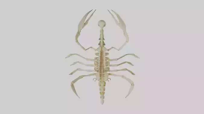 Scorpion Skeleton model