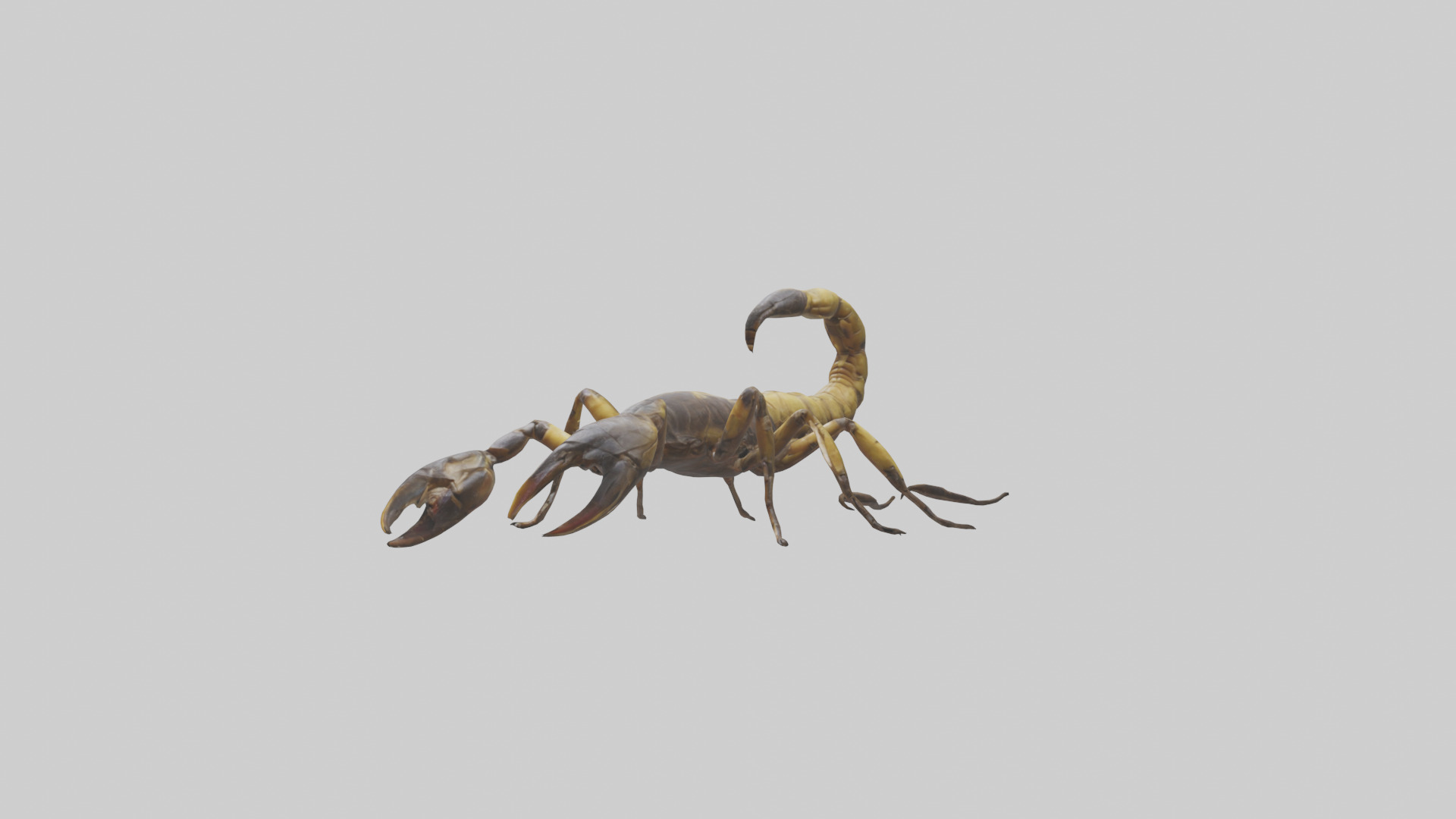 Scorpion walking model 3D model_3