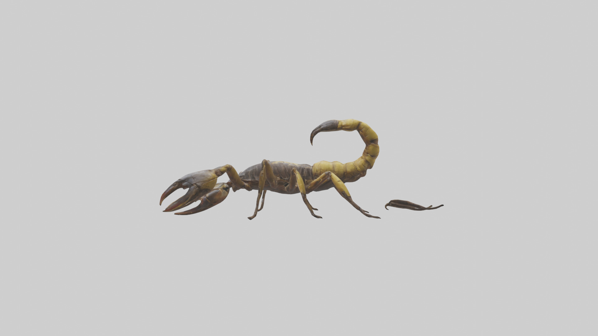 Scorpion walking model 3D model_13