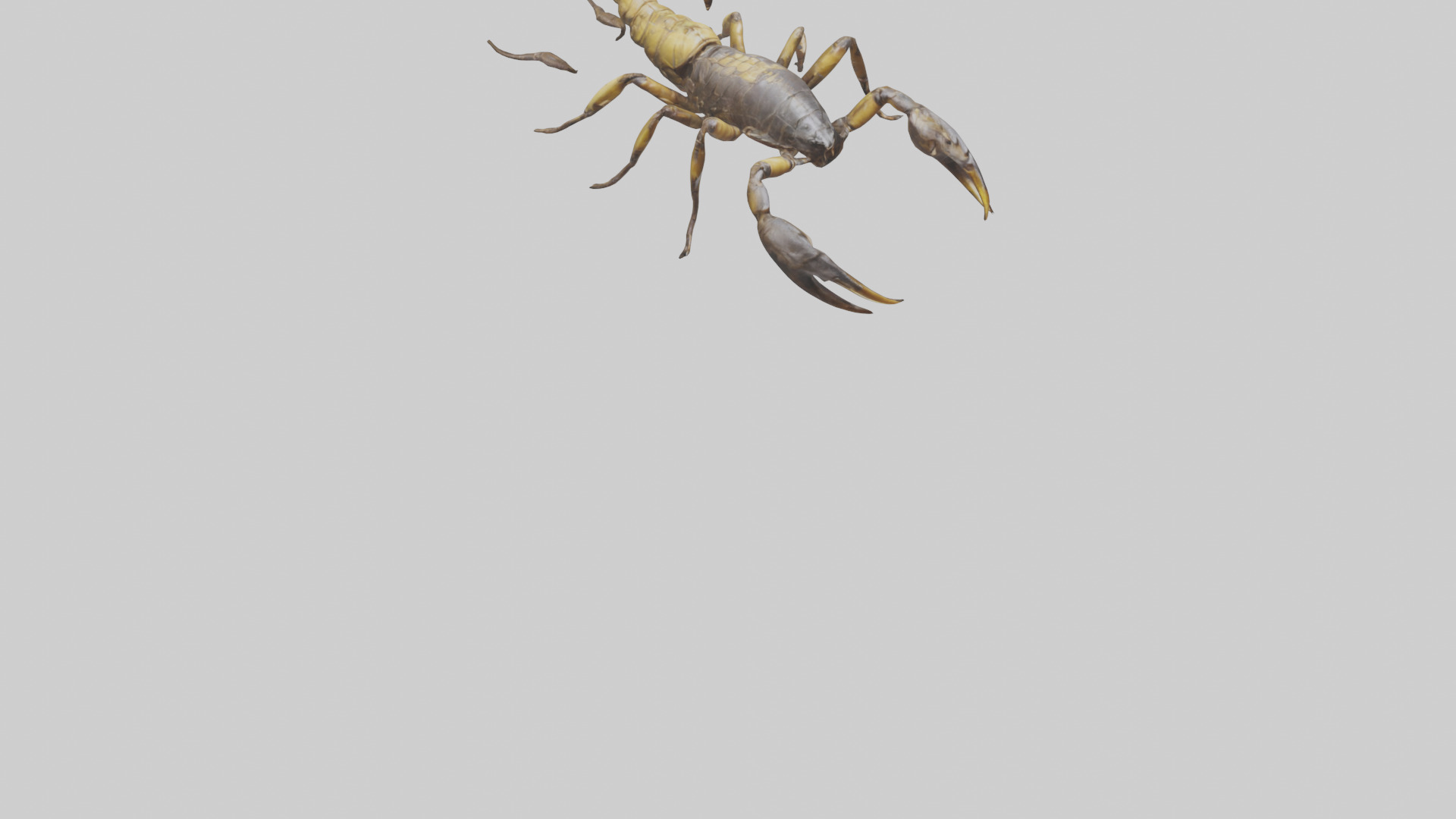 Scorpion walking model 3D model_9