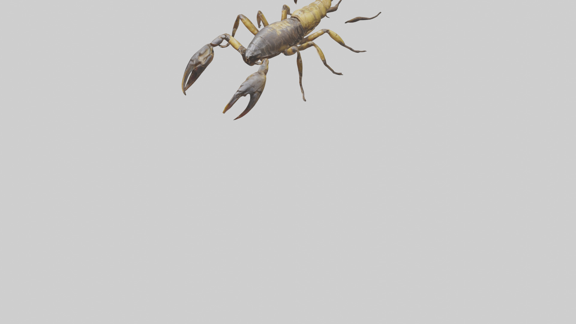 Scorpion walking model 3D model_8