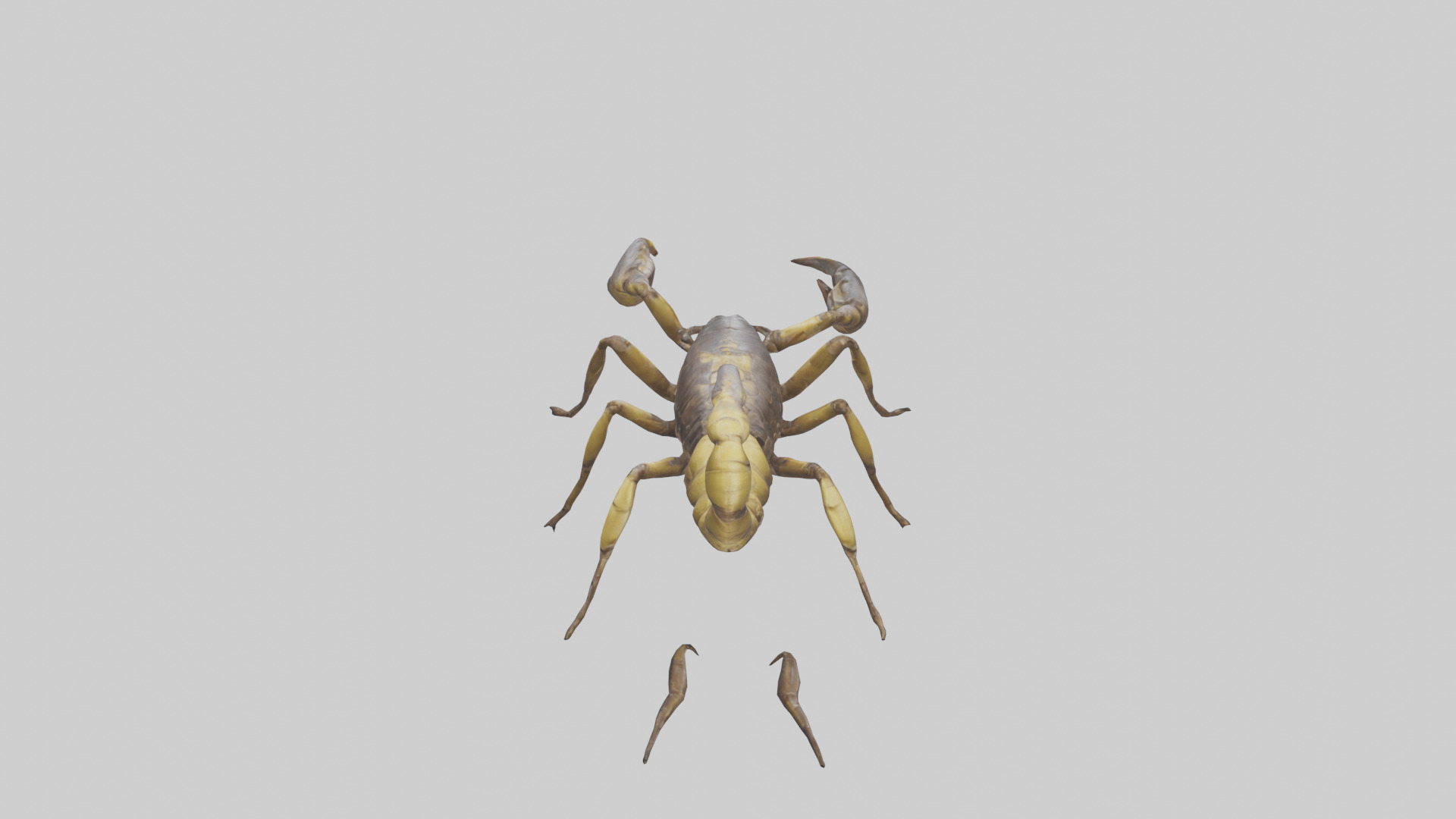 Scorpion walking model 3D model_15