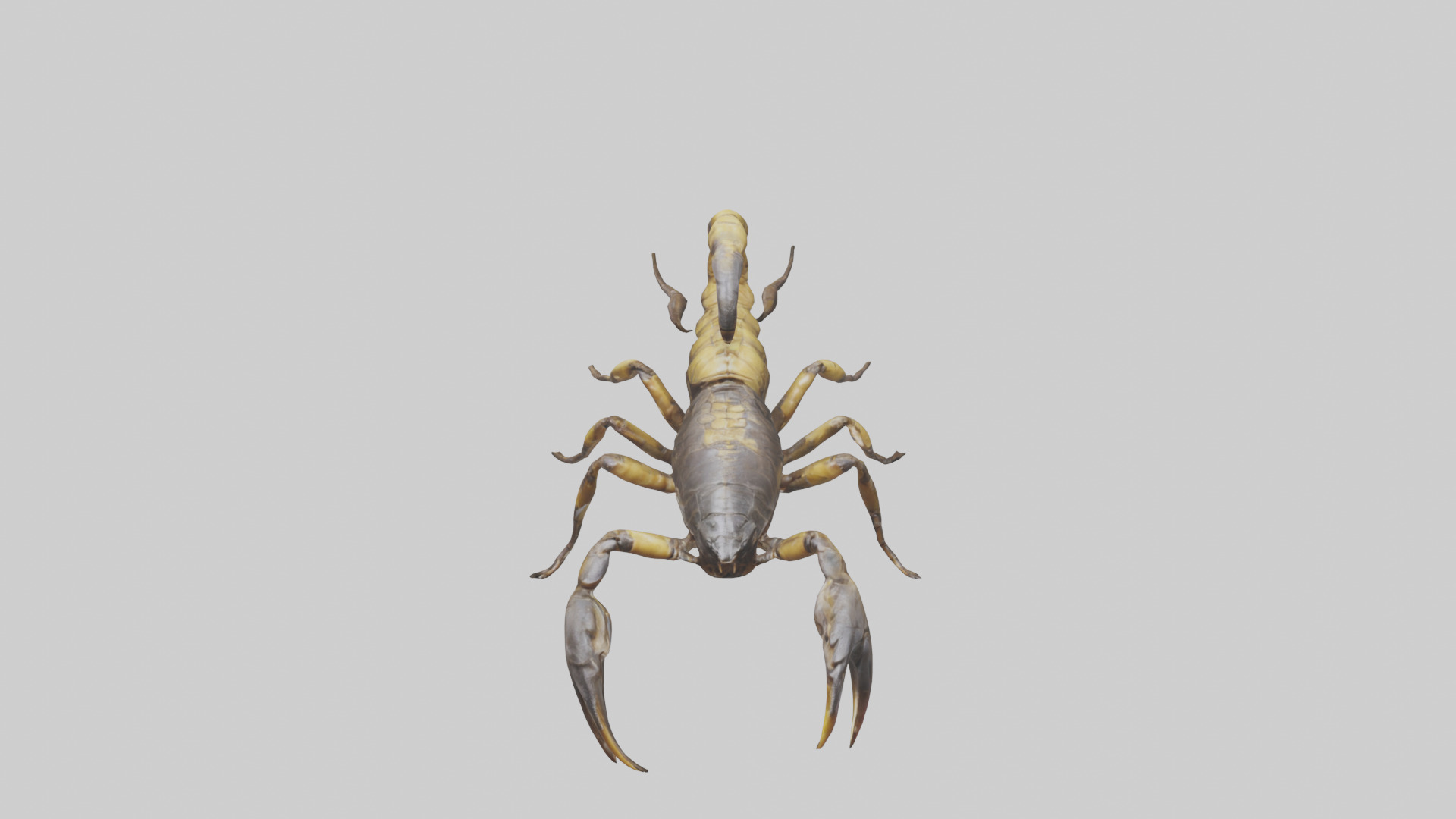 Scorpion walking model 3D model_16