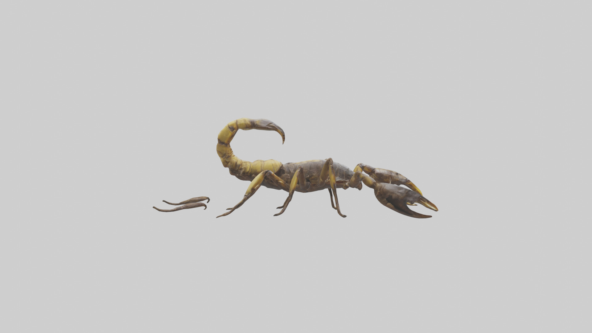 Scorpion walking model 3D model_1