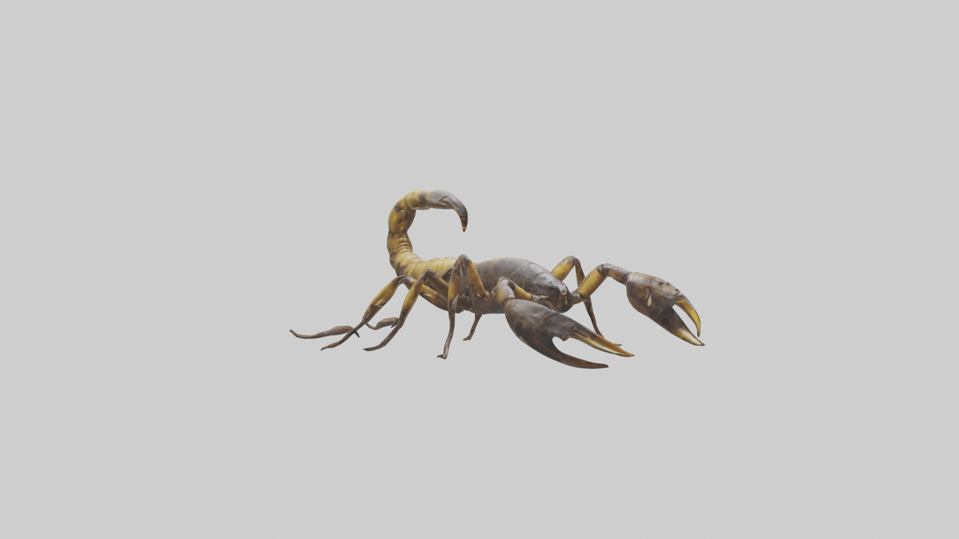 Scorpion walking model 3D model_12