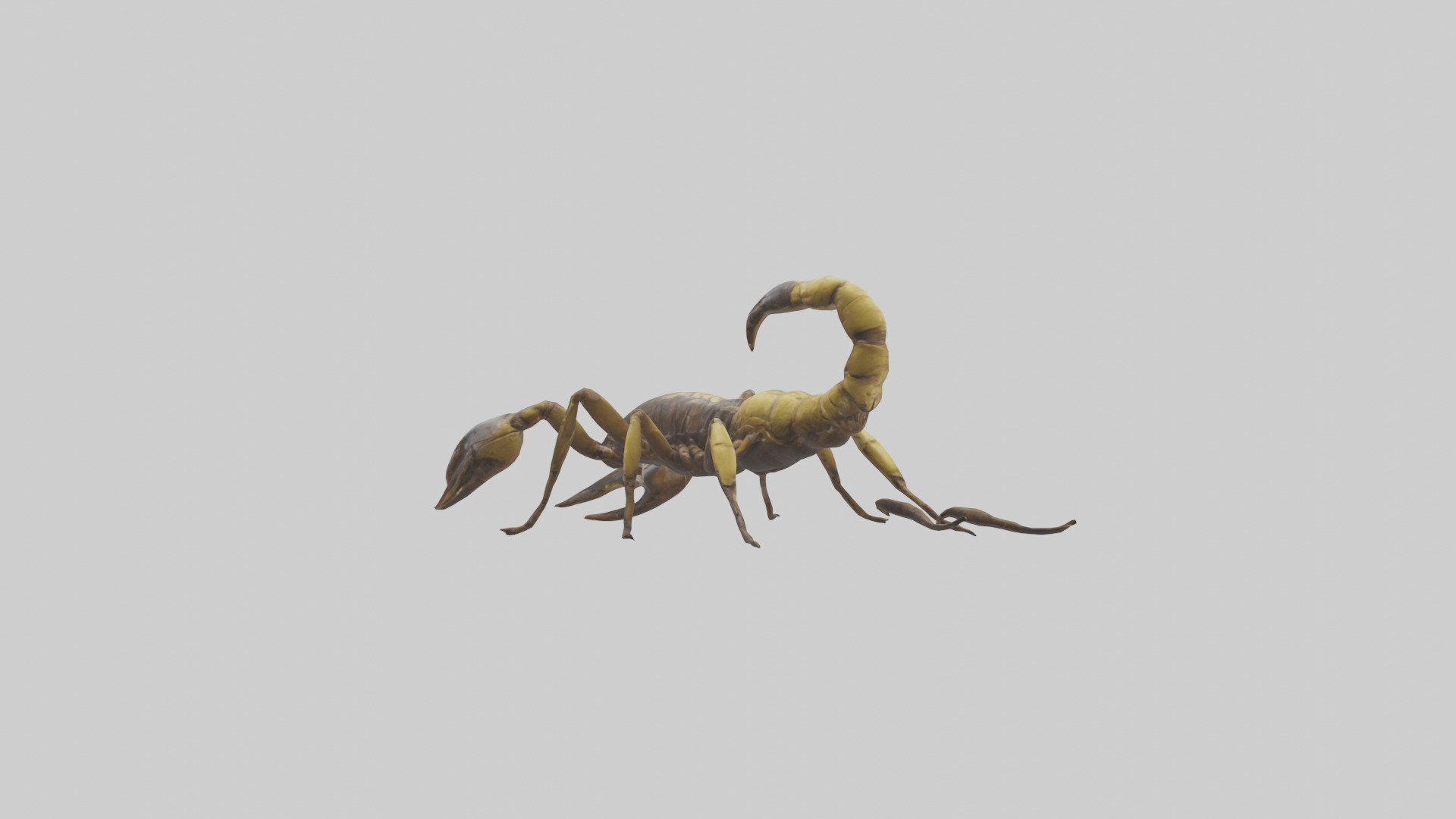 Scorpion walking model 3D model_5
