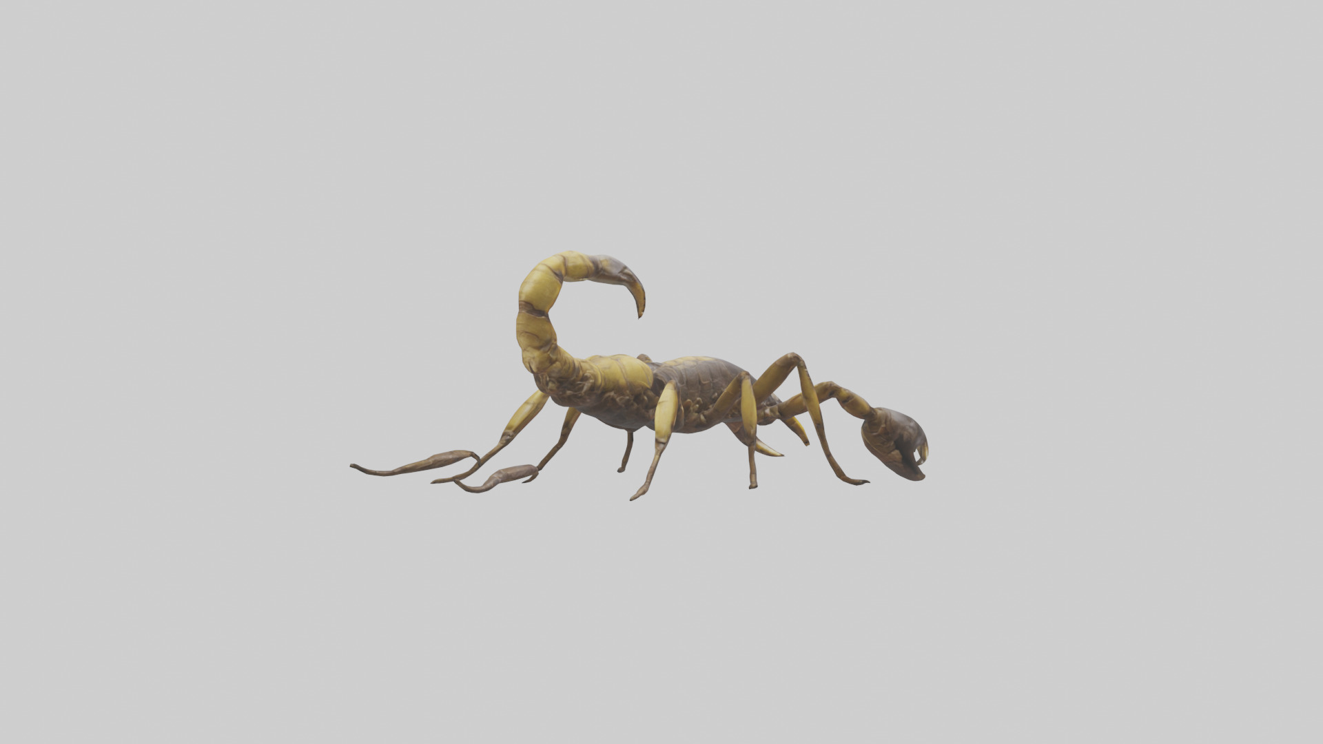 Scorpion walking model 3D model_2