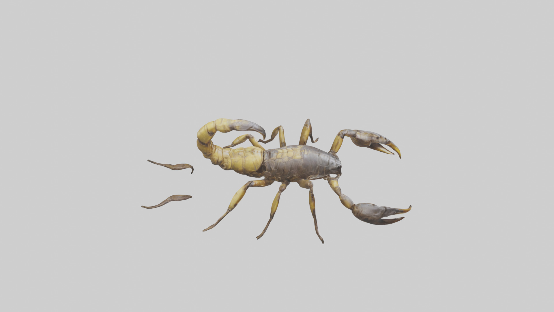 Scorpion walking model 3D model_18