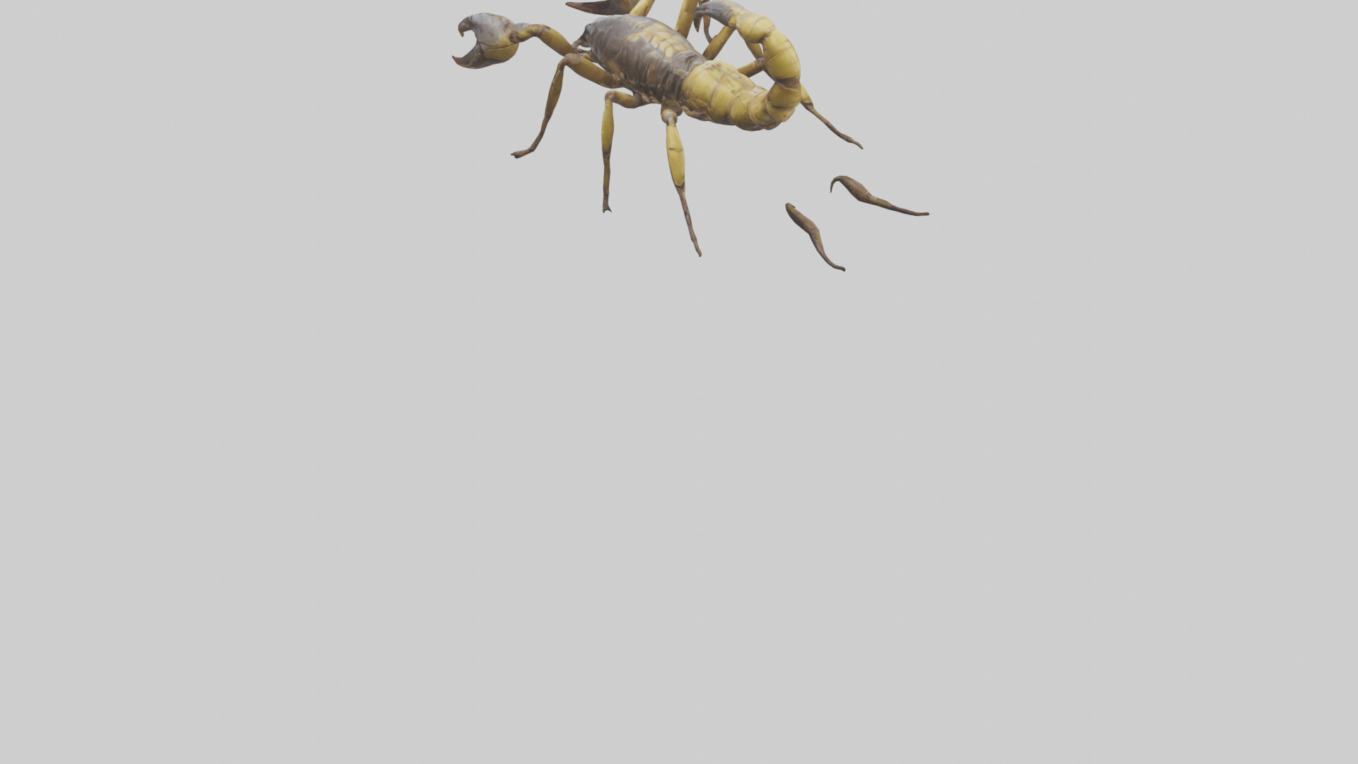 Scorpion walking model 3D model_6