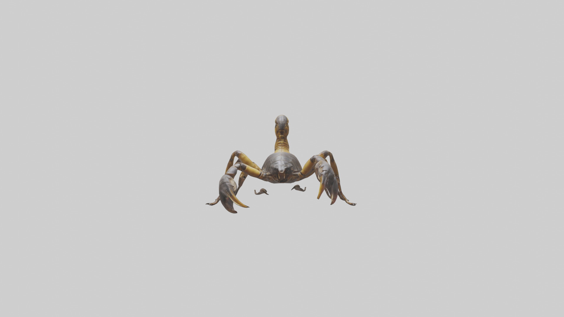 Scorpion walking model 3D model_10