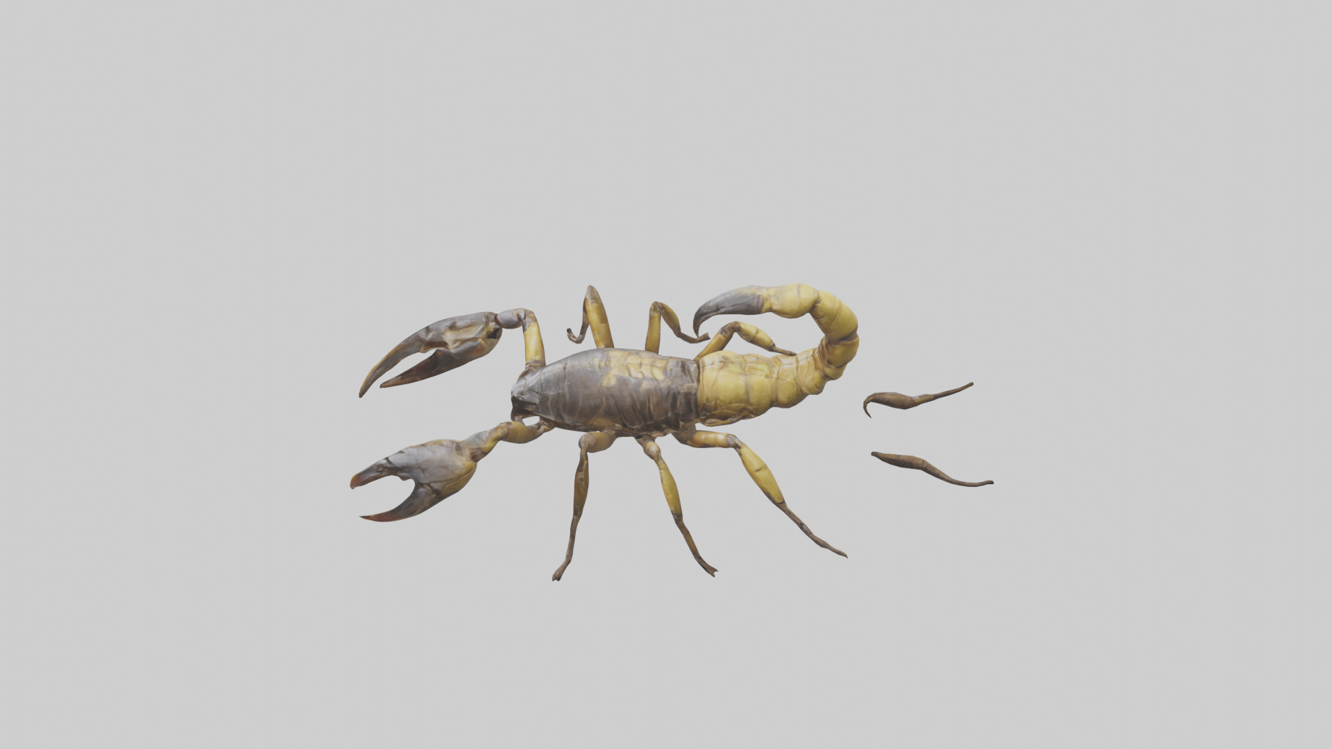 Scorpion walking model 3D model_17