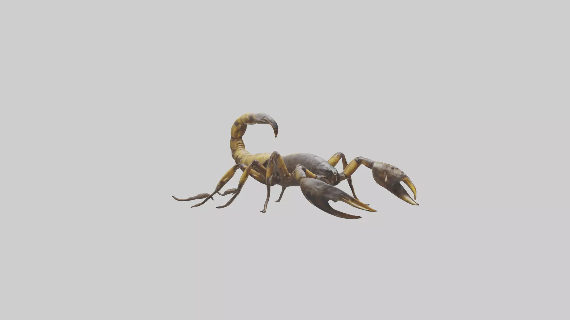 Scorpion walking model 3D model_0