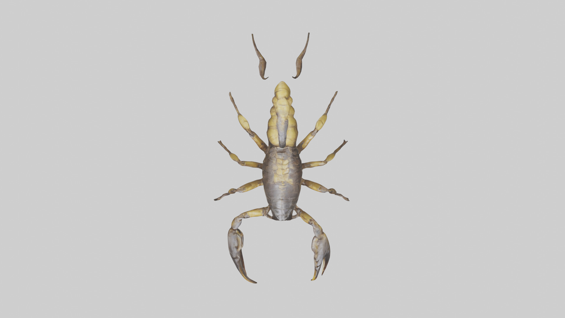 Scorpion walking model 3D model_14