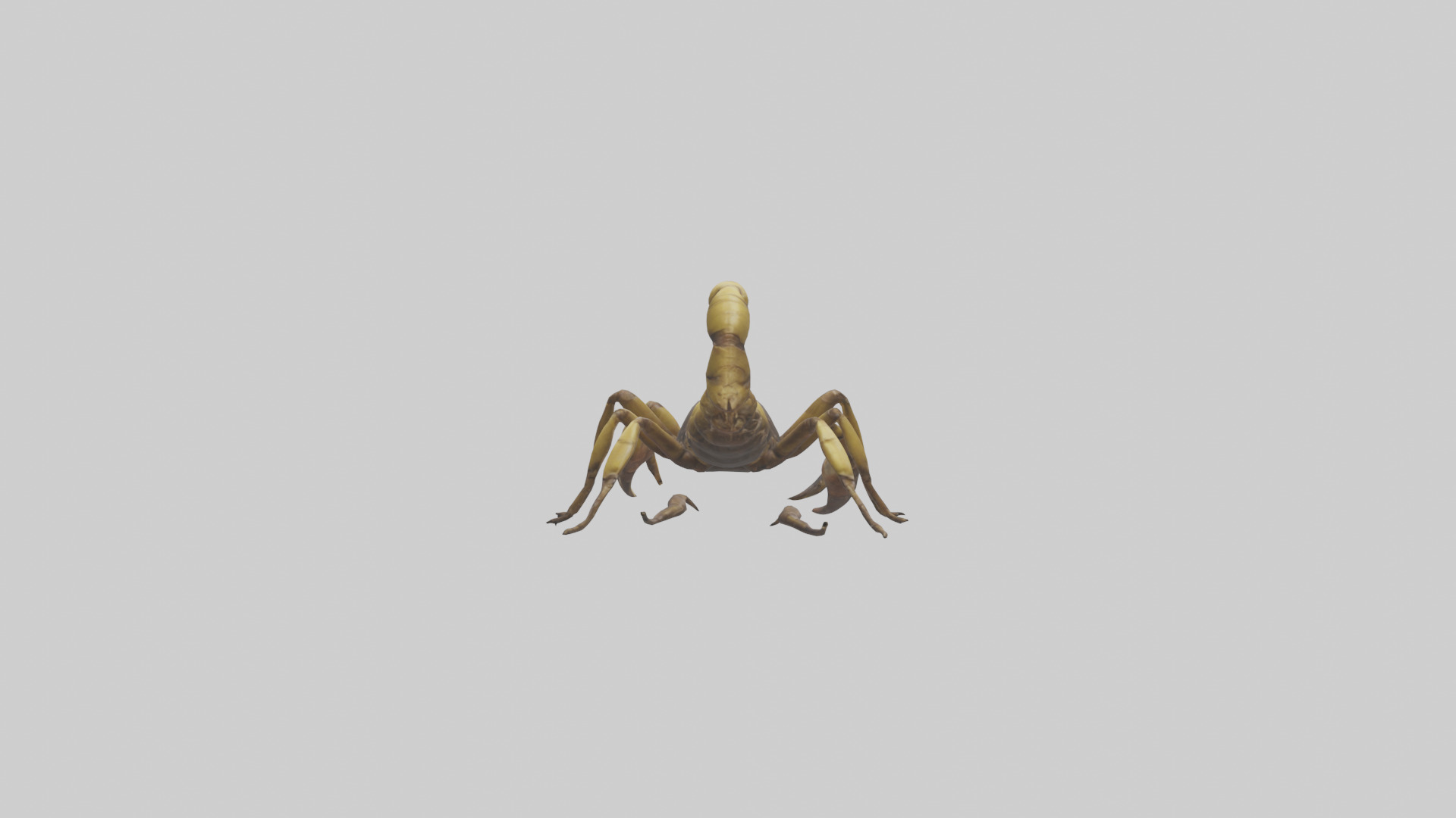 Scorpion walking model 3D model_4