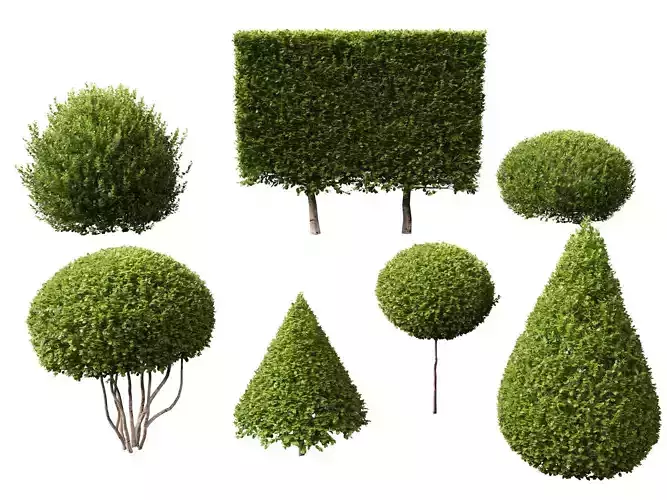 HighpolyLowPoly - Buxus microphylla - littleleaf boxwood