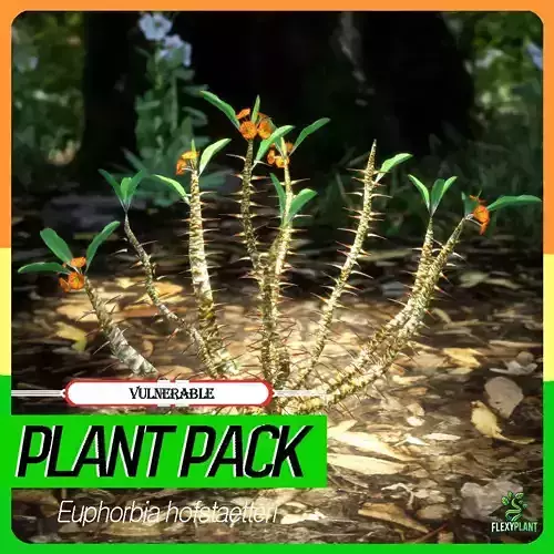 Vulnerable Plant - 6 Euphorbia hofstaetteri Flower Conifer Tree