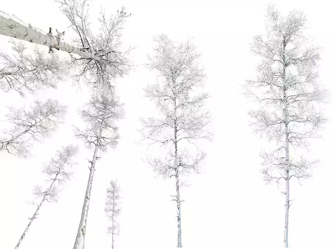 AV Plants Populus Tremuloides Winter Snow