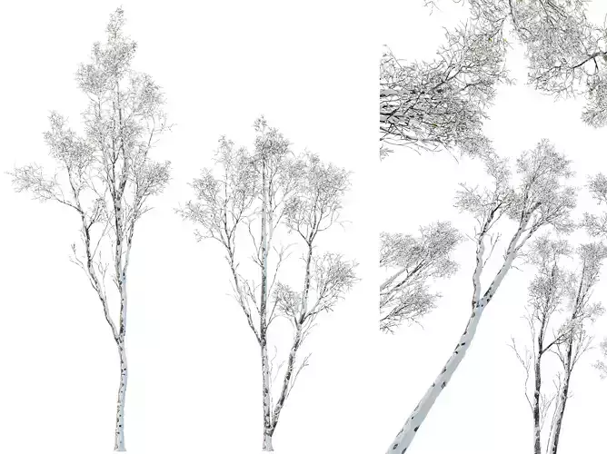 AV Plants Castanea Sativa Winter Snow