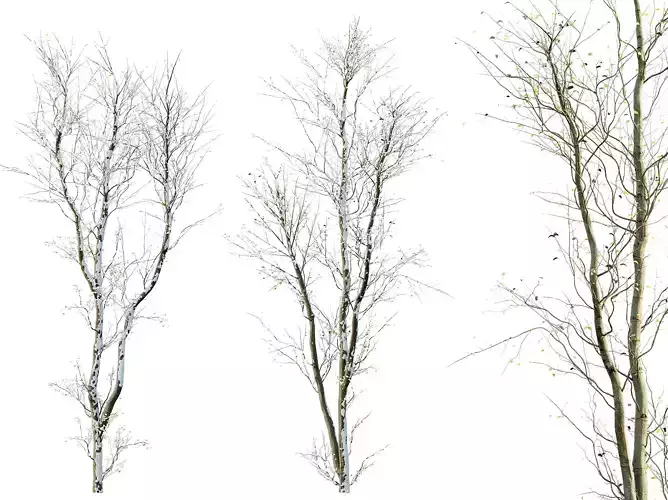 AV Plants Celtis Australis Winter Snow