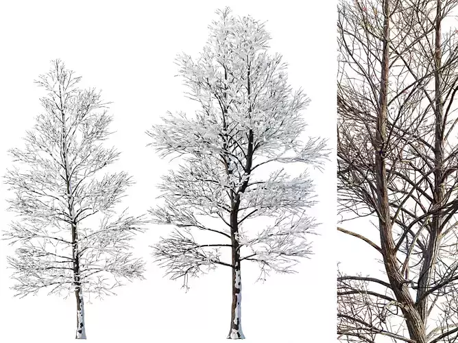 AV Plants Oak Tree Winter Snow Tree