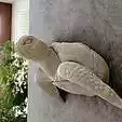 turtle wall mount STL