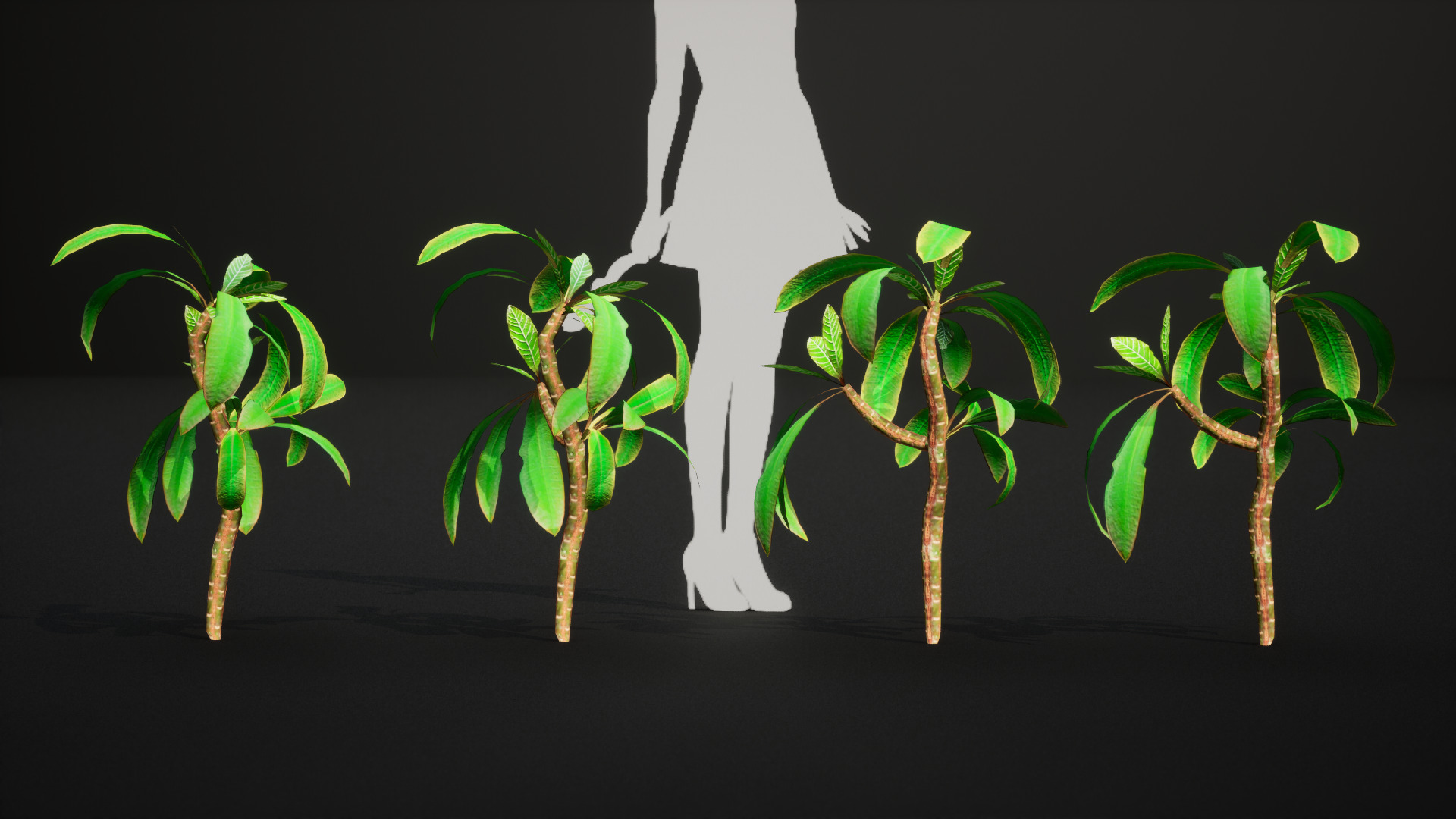 Vulnerable Plant - 6 Euphorbia leuconeura Conifer Tree Low-poly 3D model_9