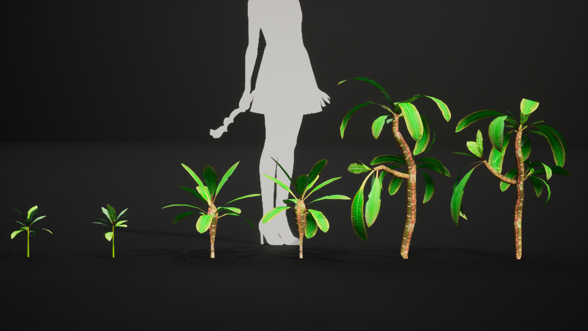 Vulnerable Plant - 6 Euphorbia leuconeura Conifer Tree Low-poly 3D model_3