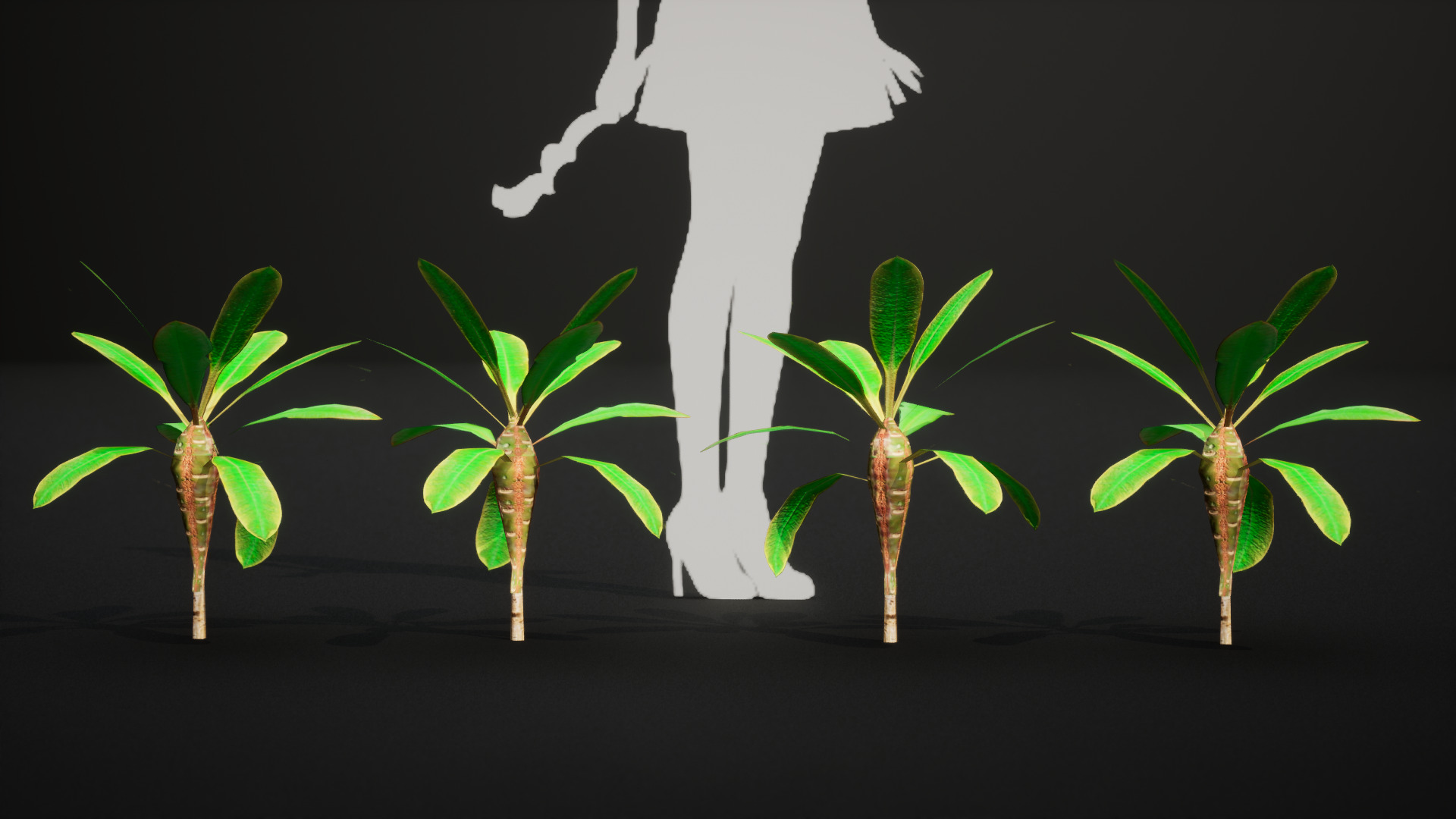 Vulnerable Plant - 6 Euphorbia leuconeura Conifer Tree Low-poly 3D model_7