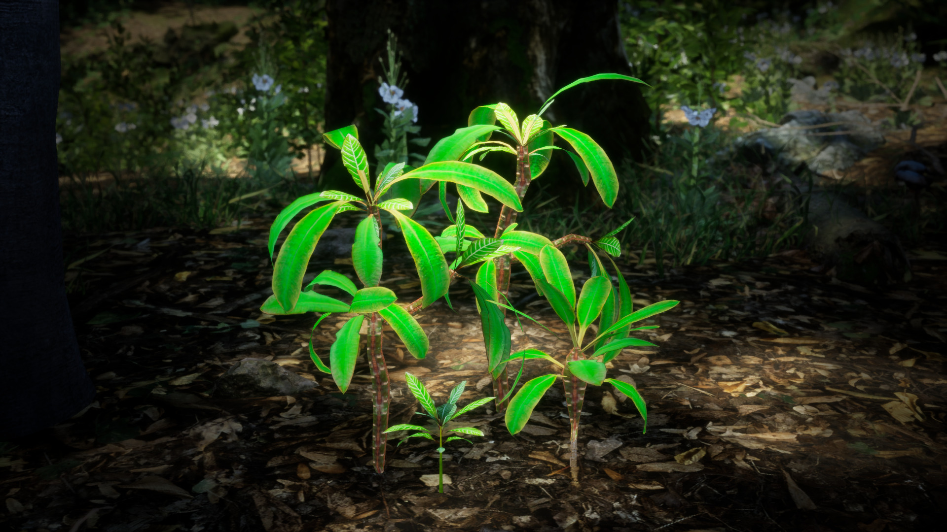 Vulnerable Plant - 6 Euphorbia leuconeura Conifer Tree Low-poly 3D model_2