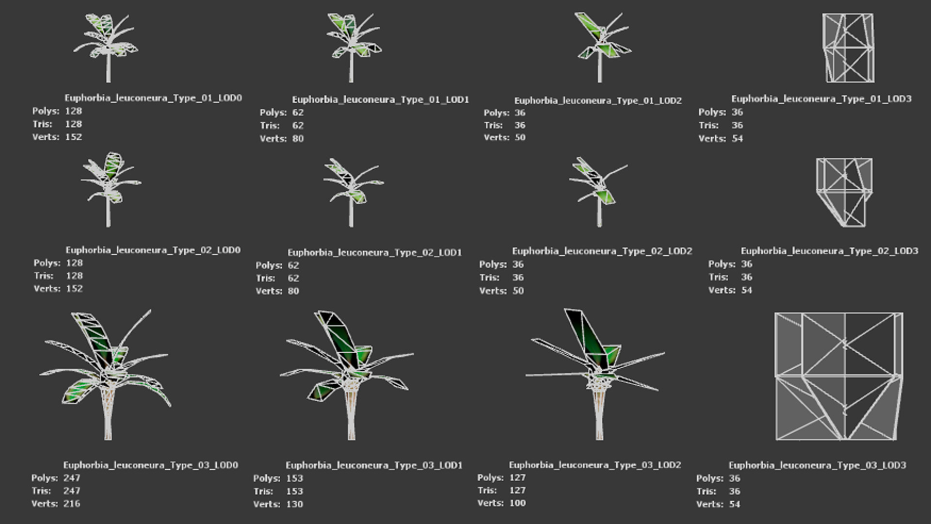 Vulnerable Plant - 6 Euphorbia leuconeura Conifer Tree Low-poly 3D model_10