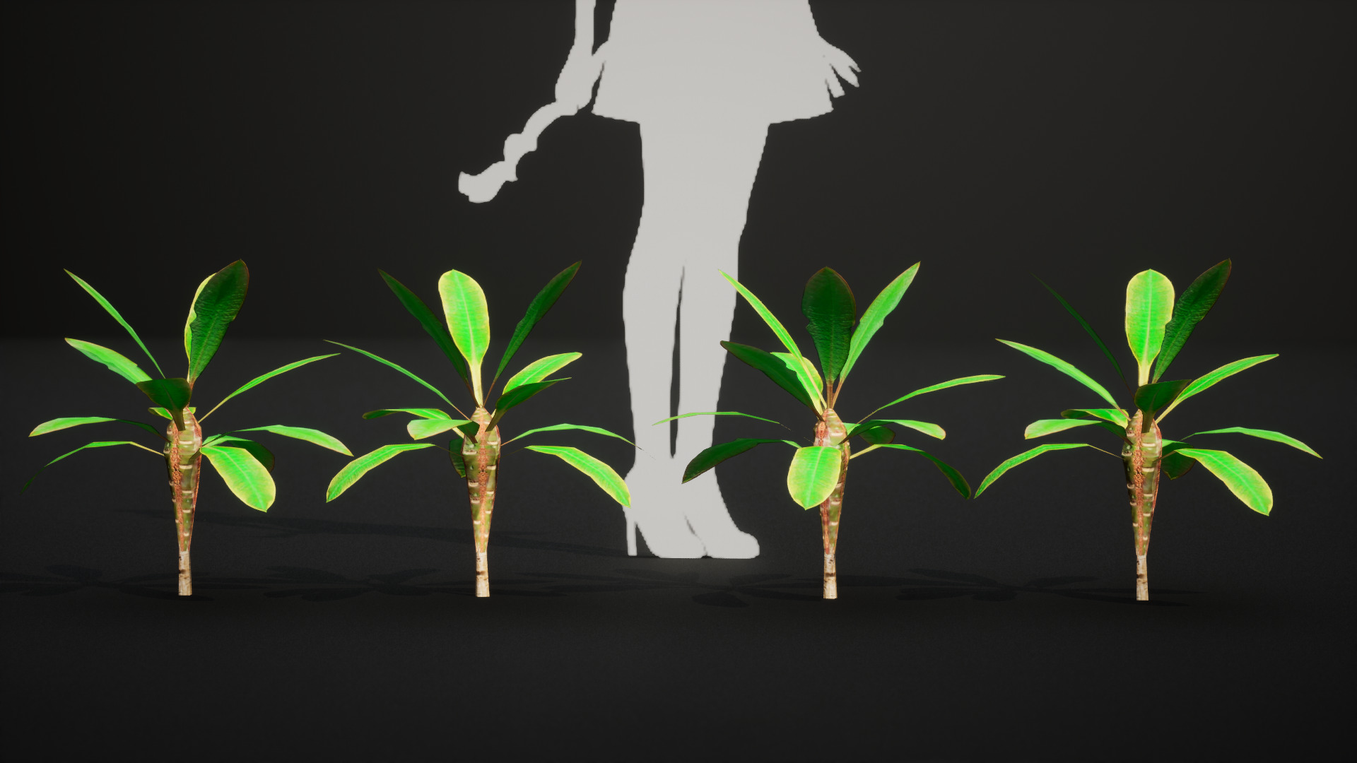 Vulnerable Plant - 6 Euphorbia leuconeura Conifer Tree Low-poly 3D model_6