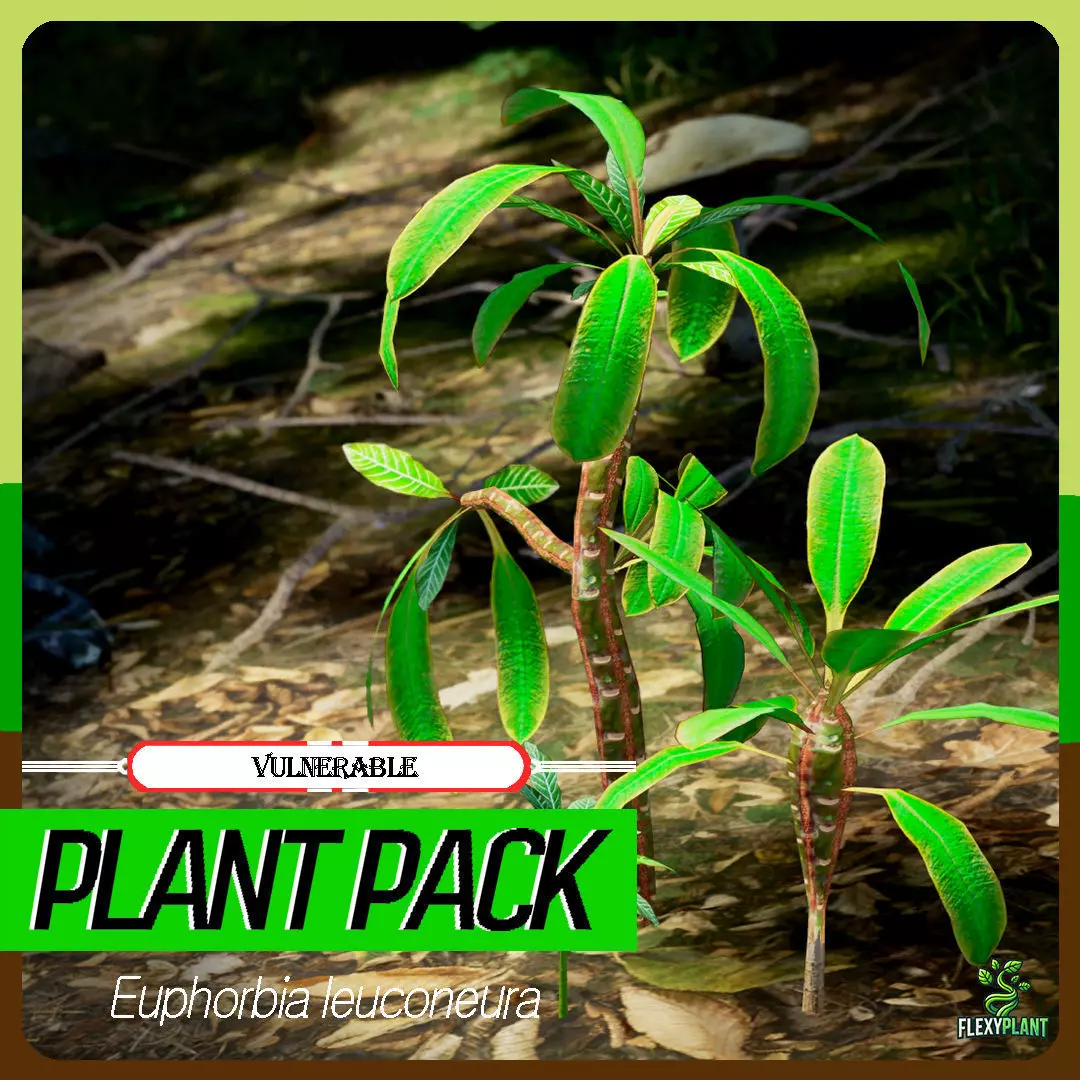 Vulnerable Plant - 6 Euphorbia leuconeura Conifer Tree Low-poly 3D model_0