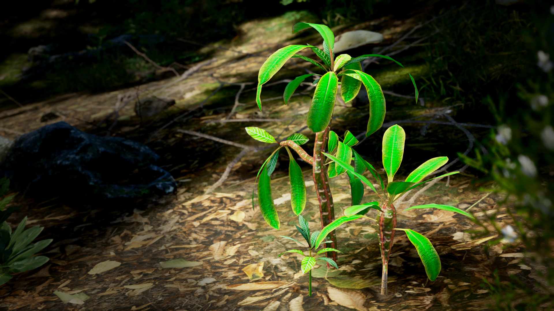 Vulnerable Plant - 6 Euphorbia leuconeura Conifer Tree Low-poly 3D model_1