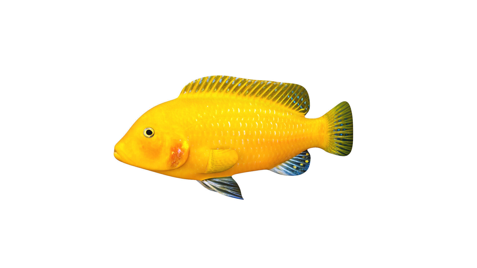 Low-Poly Cichlid Yellow Animated Low-poly 3D model_2