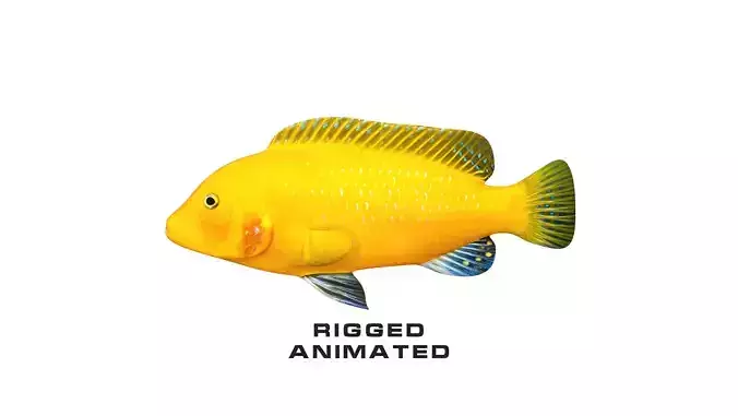 Low-Poly Cichlid Yellow Animated Low-poly 3D model