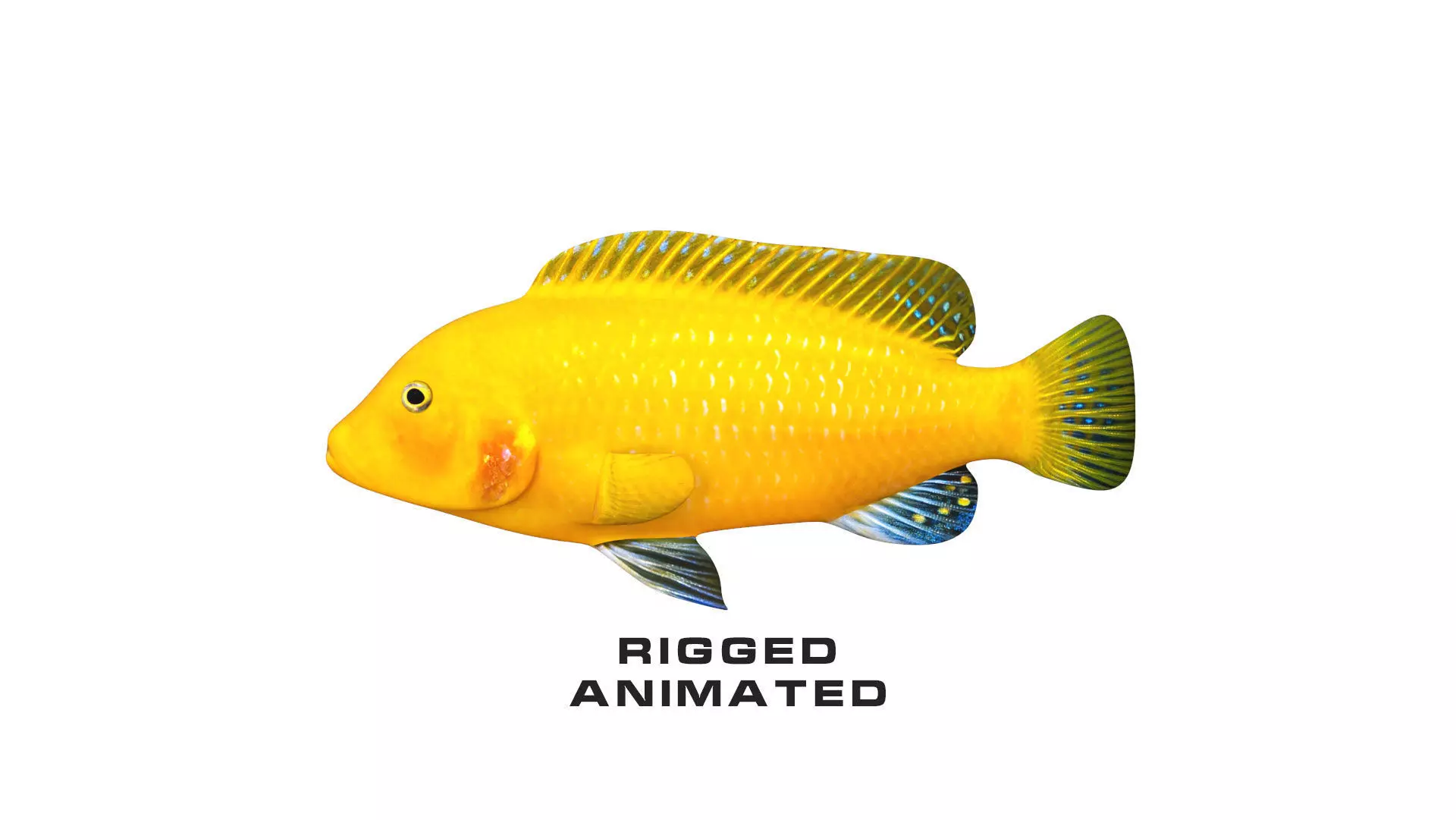 Low-Poly Cichlid Yellow Animated Low-poly 3D model_0