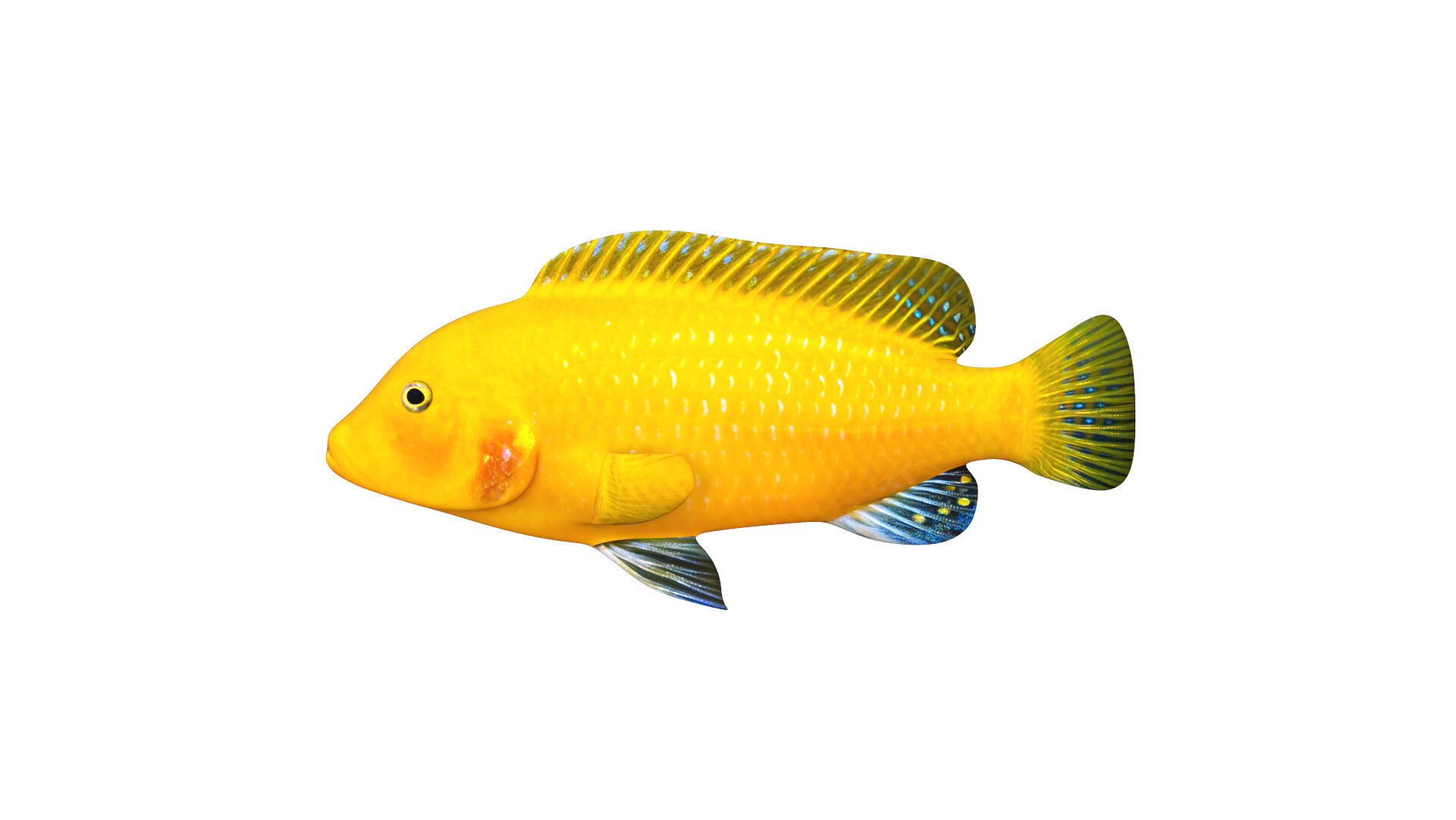 Low-Poly Cichlid Yellow Animated Low-poly 3D model_1