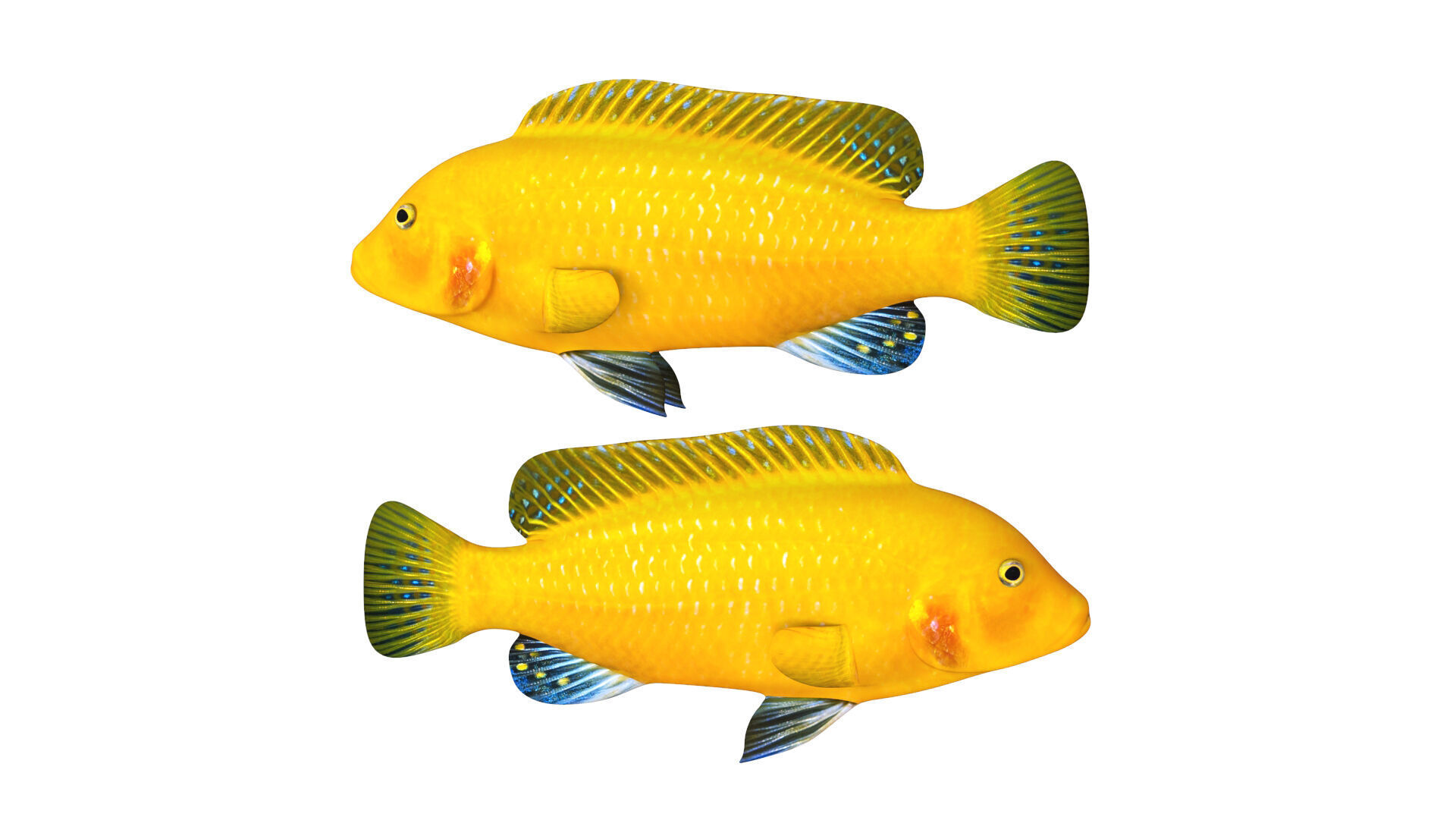 Low-Poly Cichlid Yellow Animated Low-poly 3D model_5