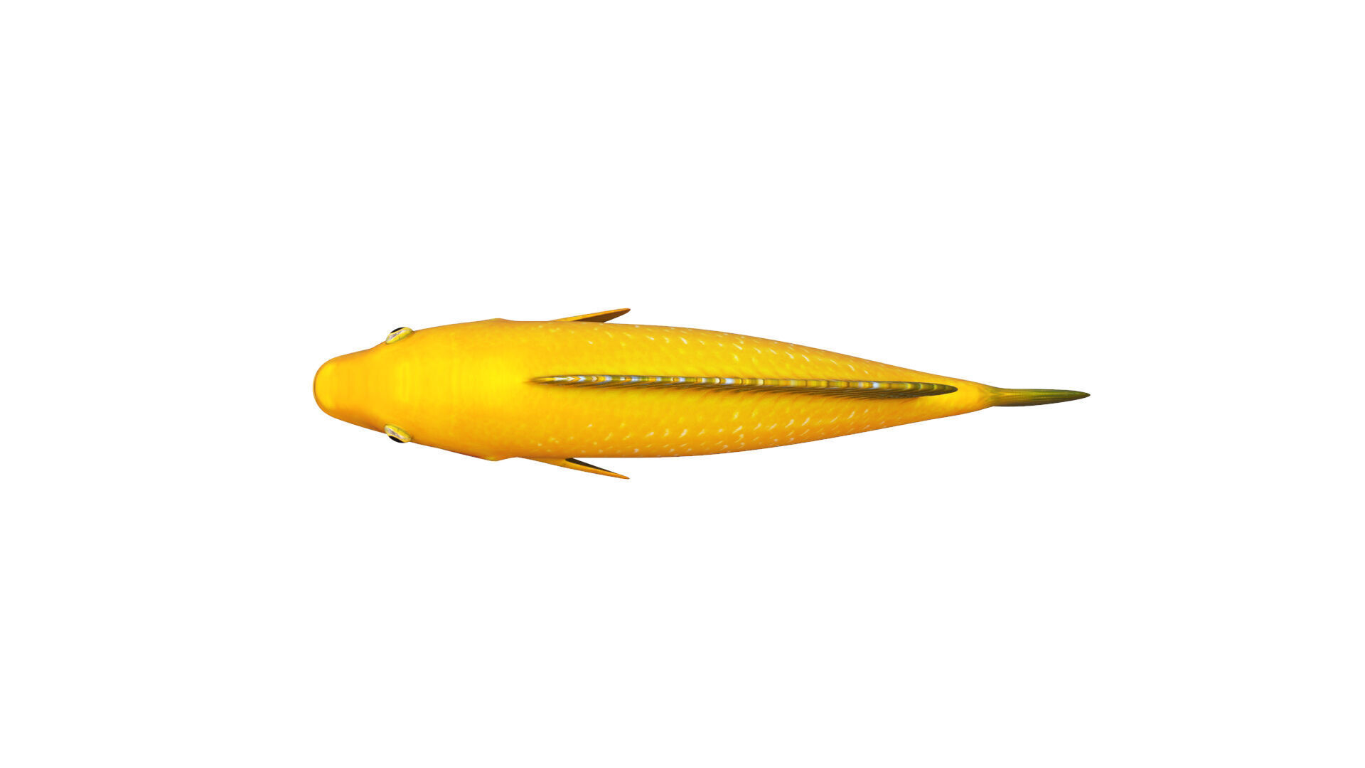 Low-Poly Cichlid Yellow Animated Low-poly 3D model_8