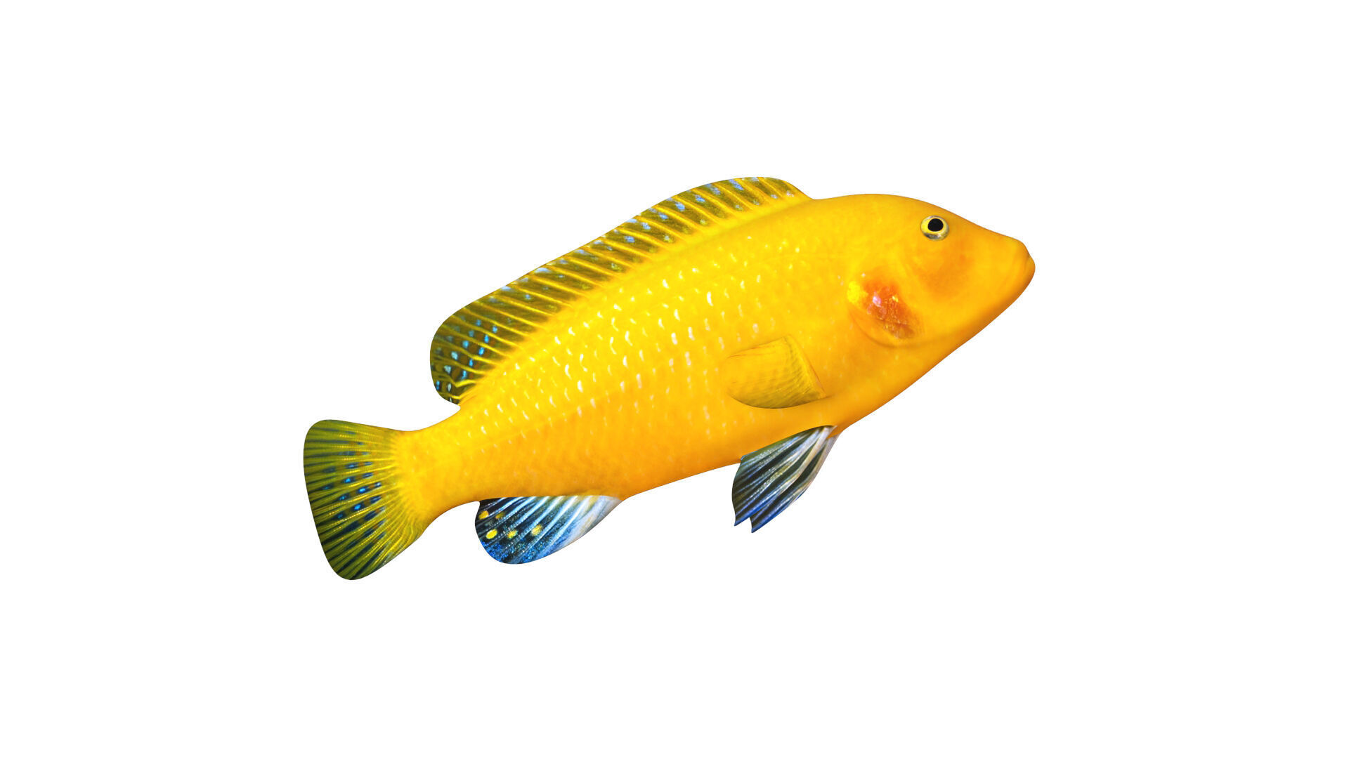 Low-Poly Cichlid Yellow Animated Low-poly 3D model_7