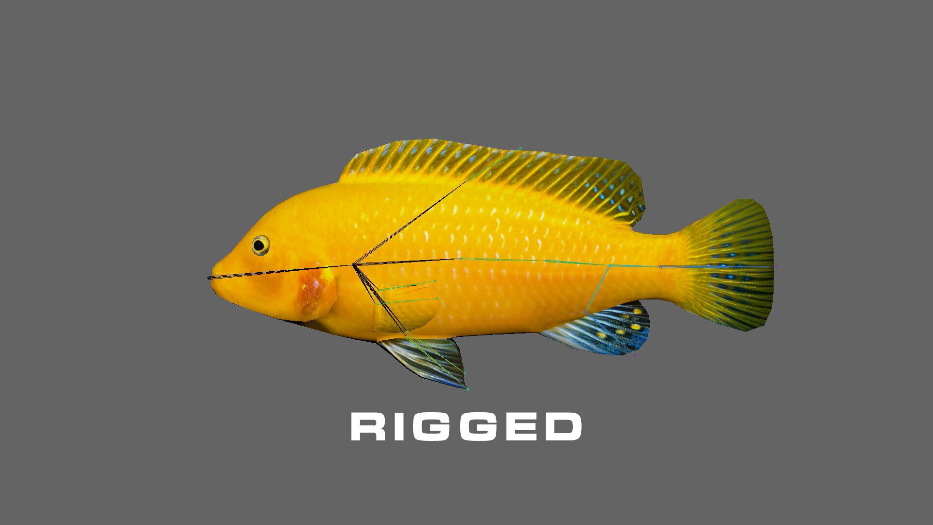 Low-Poly Cichlid Yellow Animated Low-poly 3D model_4