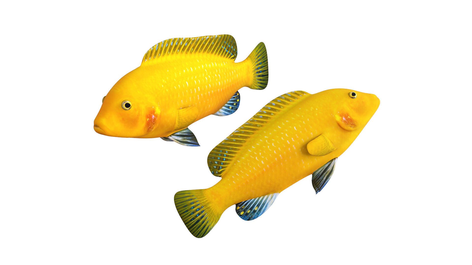 Low-Poly Cichlid Yellow Animated Low-poly 3D model_6